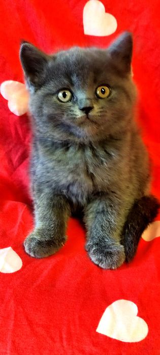 Продаются шотландские вислоухие