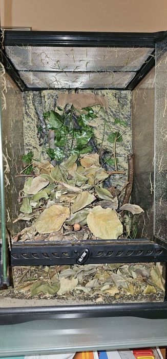 Виетнамски анамски пръчици