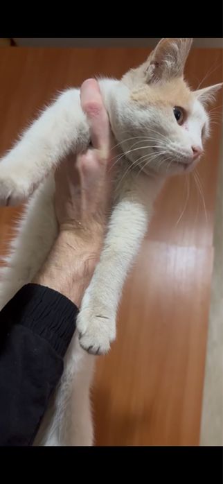 Отдам котика в добрые руки