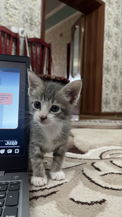 Домашиний кошка.