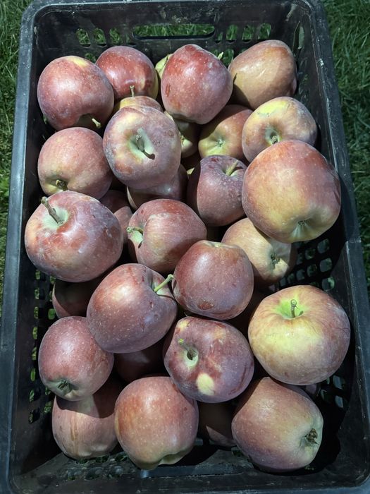 Продам яблоки сочные с собственного сада!