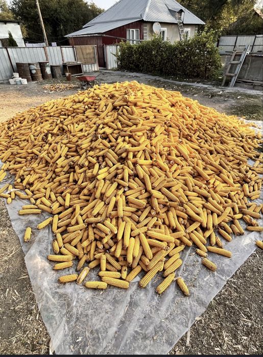 продам кукурузу