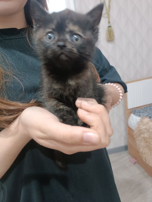 два котенка шатланский с вислоухим (на последнем фото мама)