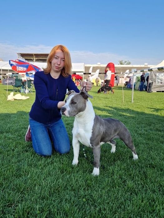 Amstaff mascul rasă pură cu pedigree