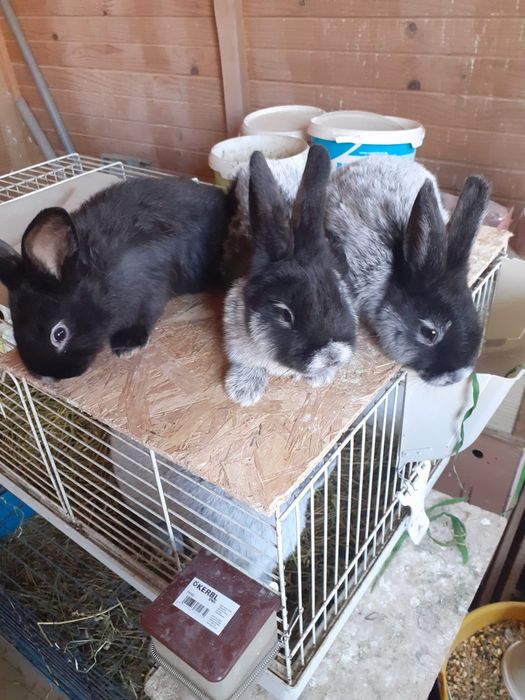 Iepuri marele argintiu deschis