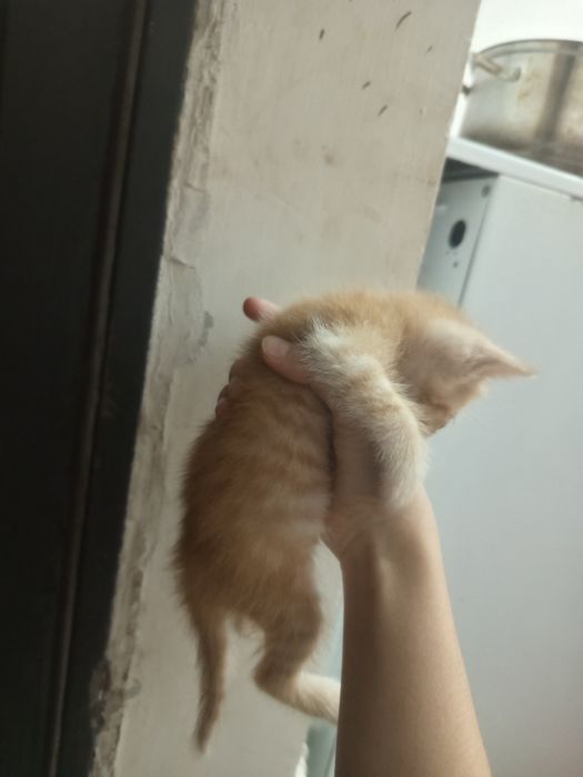 СРОЧНО!отдаю котят в добрые руки