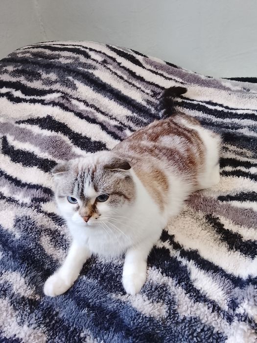 Хорошо руку одам