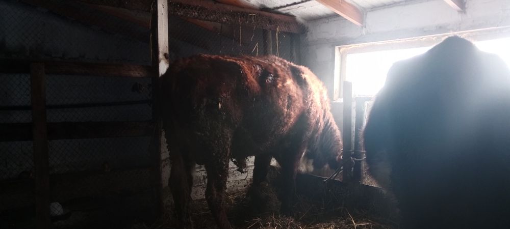 Продаётся бык 2 лет на разведение