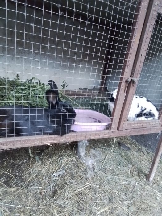 Продам животных.