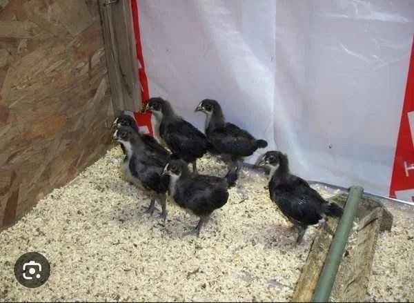 Андижон кора жожа