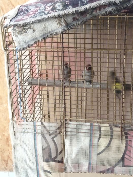 Продам щеглов, обычных этого года