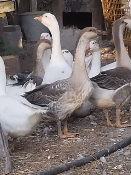 Продам молодых гусей.