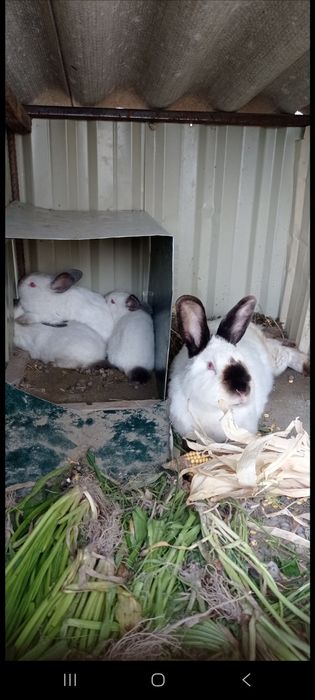 KALIFORNIYA quyonlar sotiladi