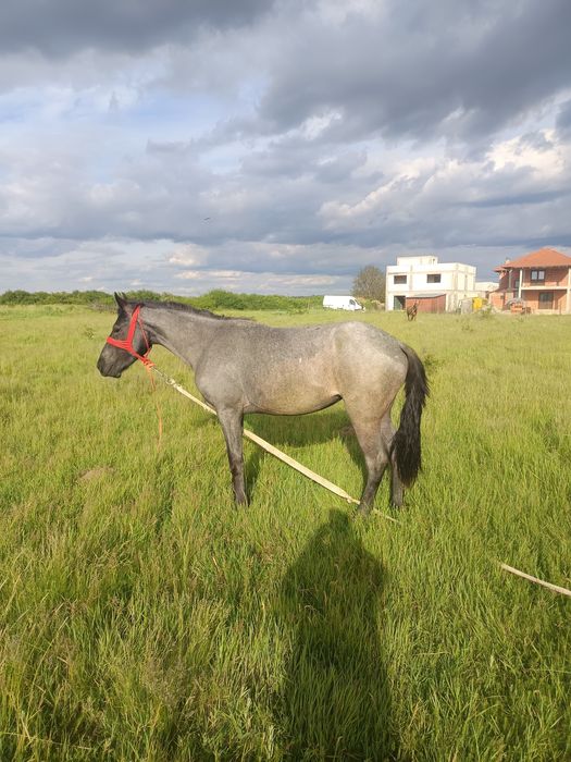 Mânză de un An jumate  de vânzare