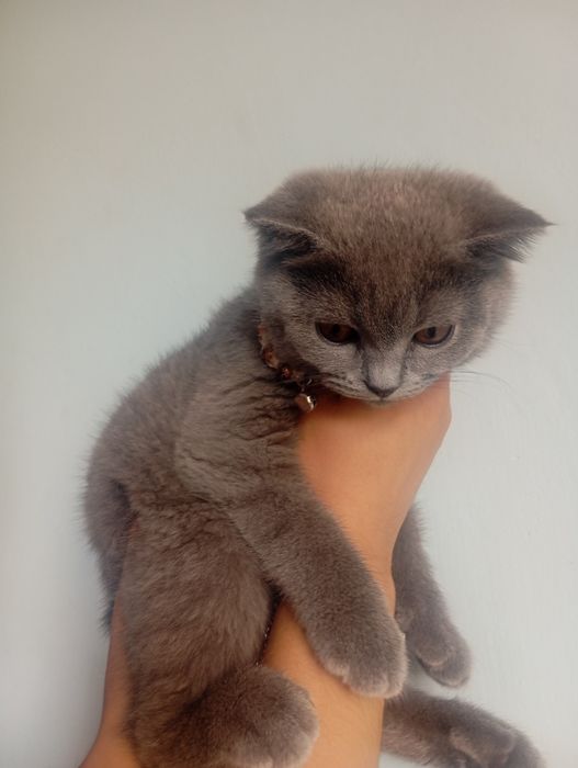 Серий котик мальчик