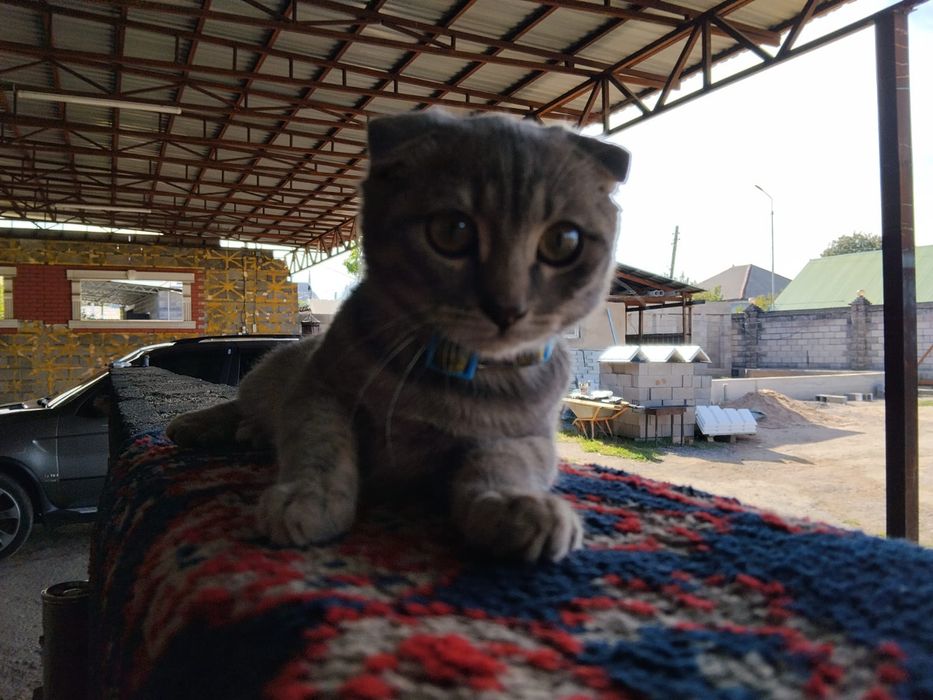 Кошка веслоухая серая