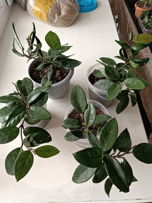 Комнатные растения. Хойя.