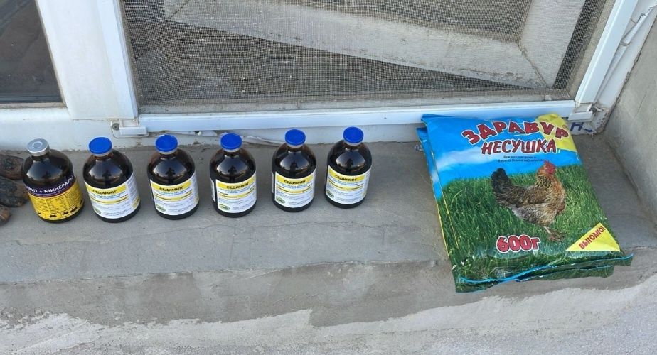 Куры кроссы Ломана Брауна