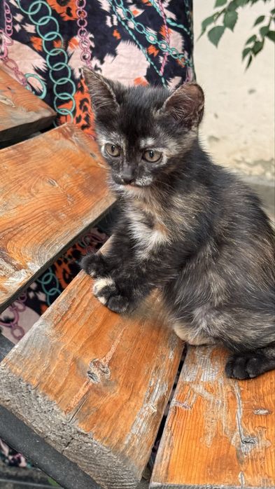 Котенок девочка