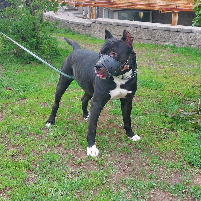 Вязка !!! Американский пит- бультерьерр ...