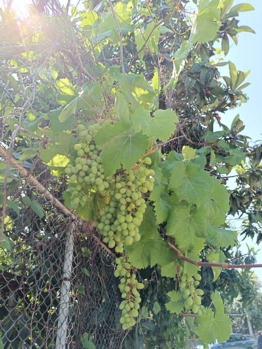 Екі бөлмелі вримянка