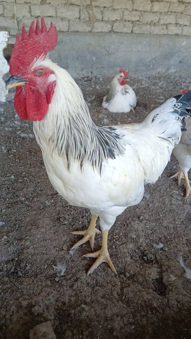 Adler xorozlari 25 bor