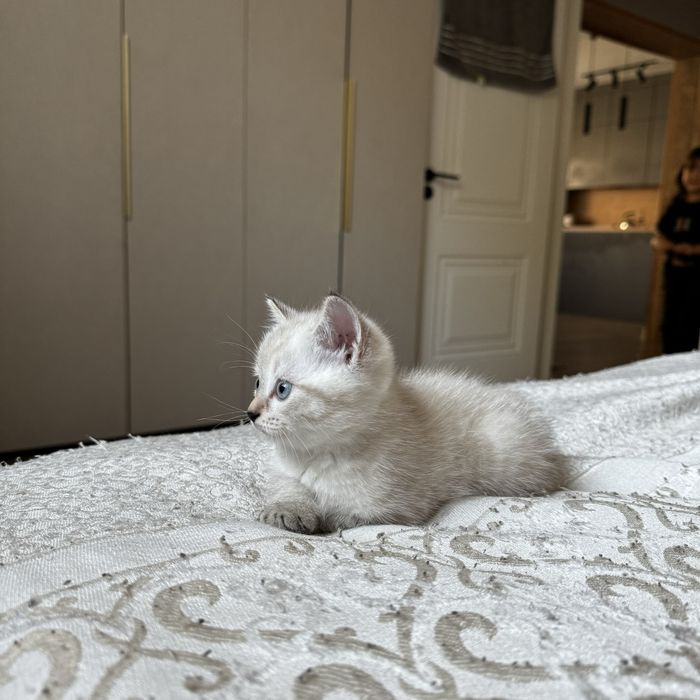 Продам котят британцев