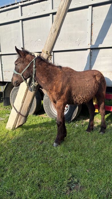 Тай сатылады парода