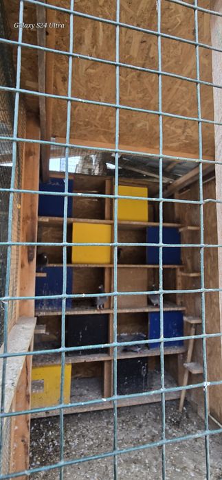 Voliera porumbei+ porumbei voiajori