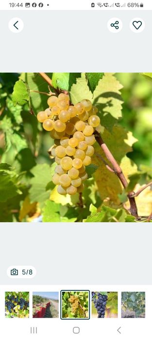 Struguri de vin direct din vie din Vrancea