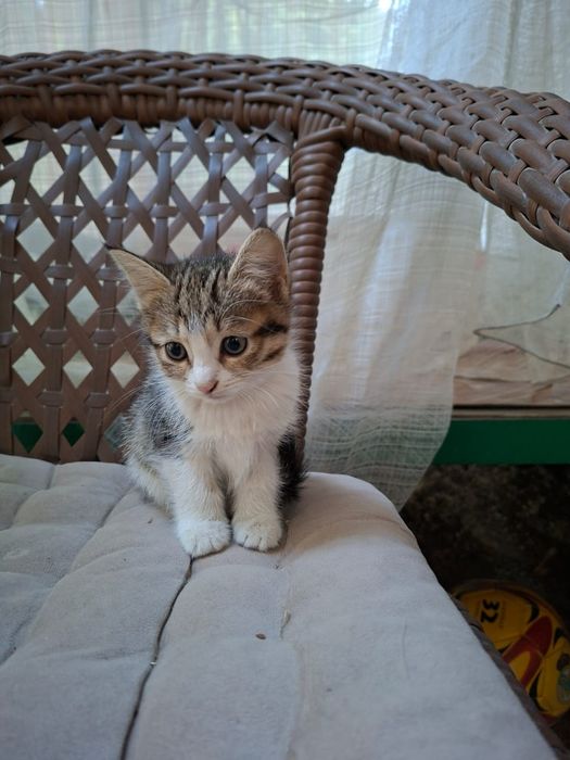 Отдам котят в добрые руки