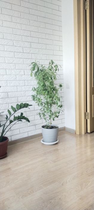 Цветок Молочай. Молочай.