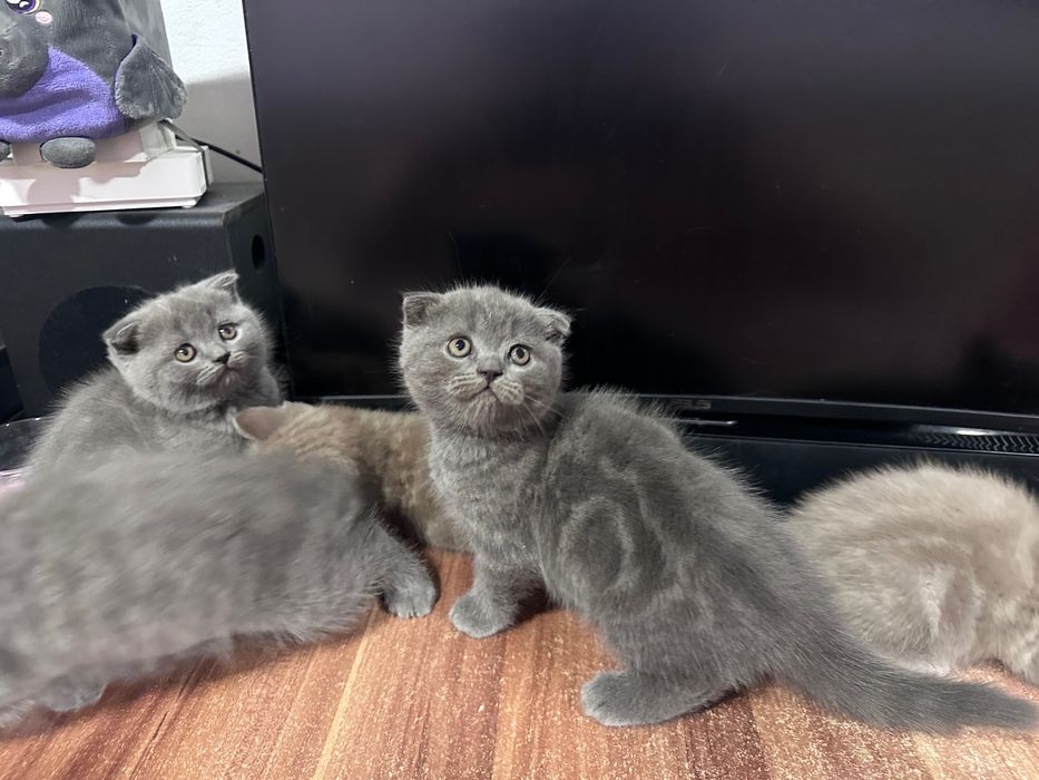 British shorthair