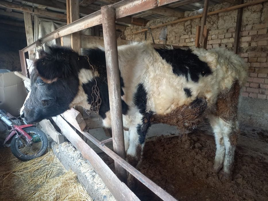 Сатылады тез арада