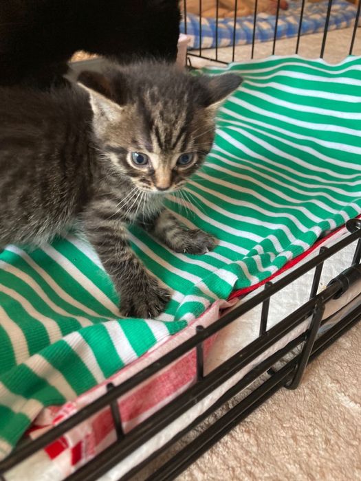 Котики в добрые руки