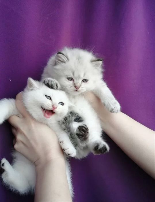 Вязка ! чистакровная Серебрестая Шиншилла  NS11 приглашаем кошек !