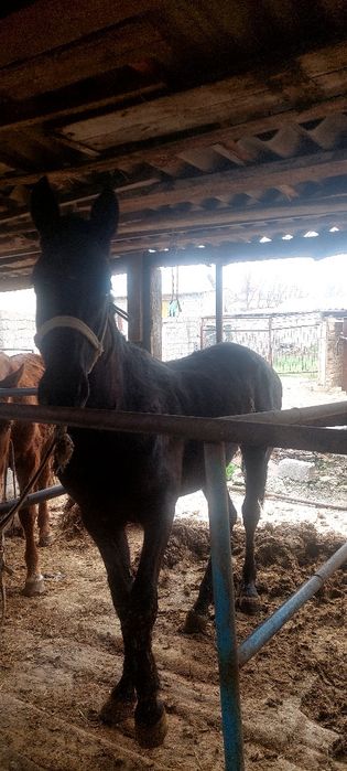 Құнан сатылады бағасы 800 000