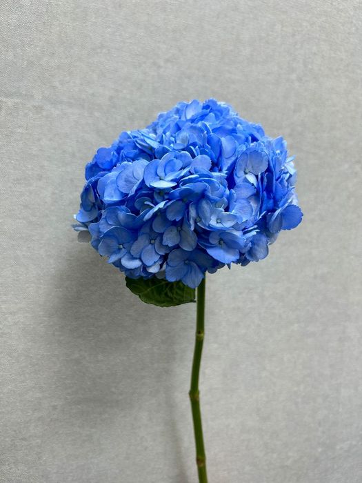 Гортензия в ассортименте