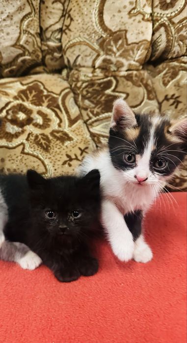 Отдам котят в добрые руки