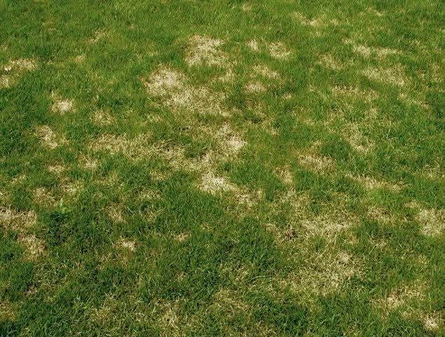 Газон обработка, Газон стрижка, Газон готовый-посевной..