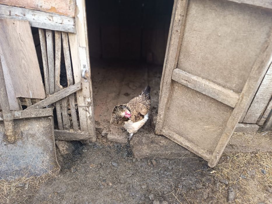 Продам домашних курей