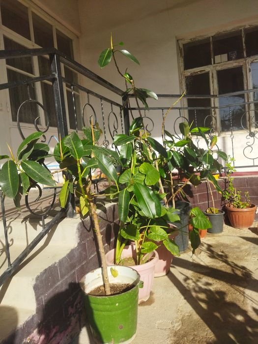 Кактус рррррриииим