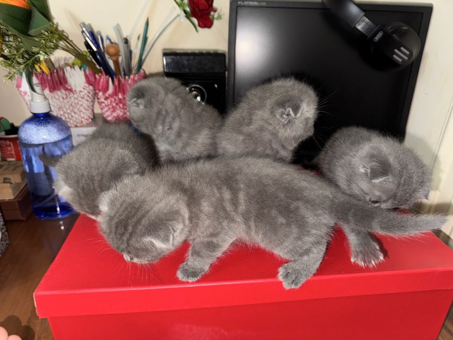 Бритиш фолд котята