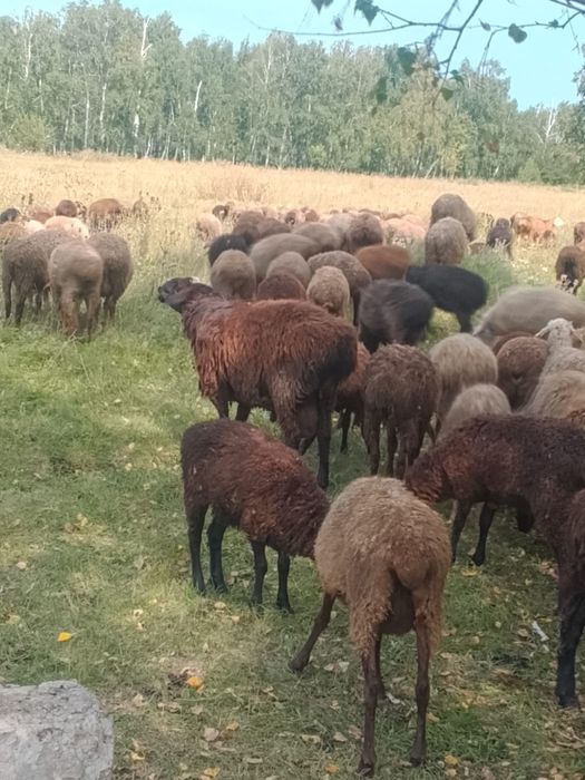 Продам барана на племя!