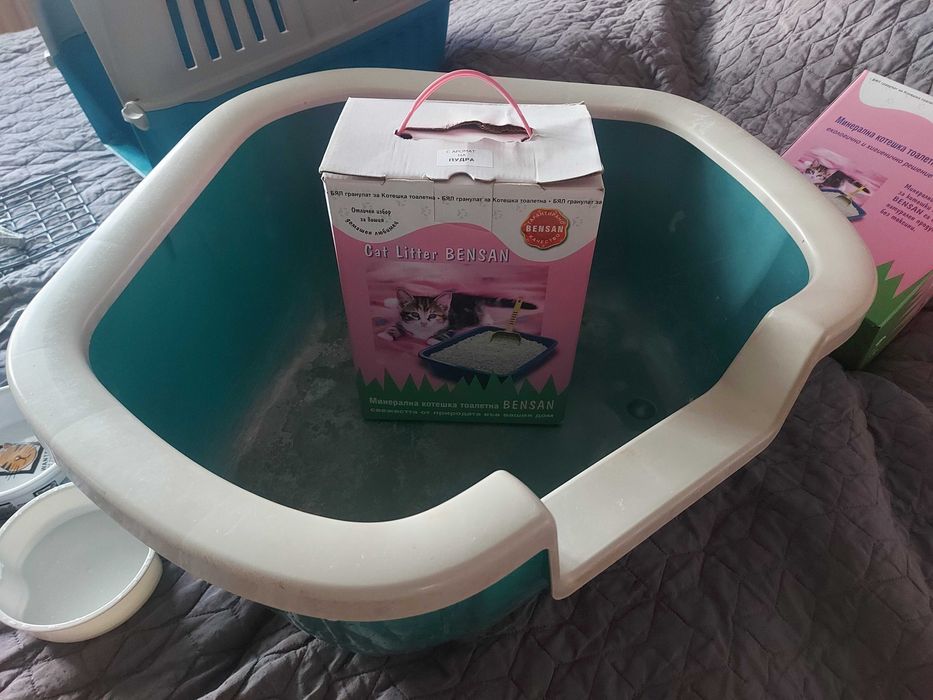 Домашни любимци котки