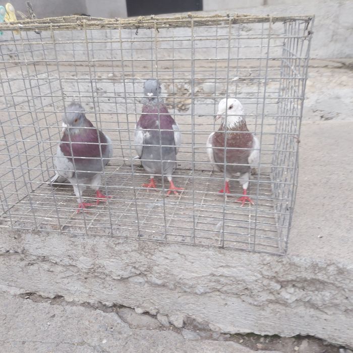 Краснамраморные лет с игрой