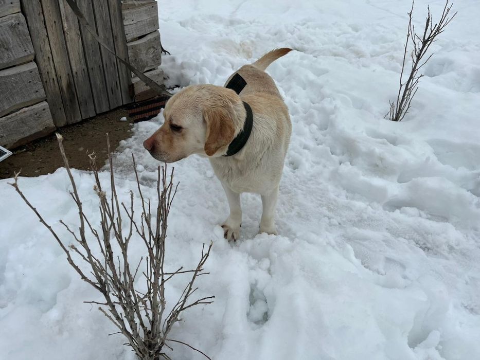 Лабрадор сатылады