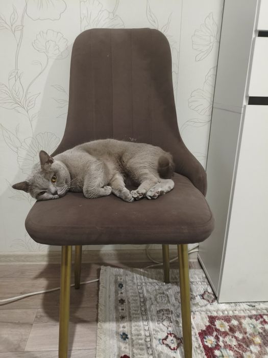 Продам стульчик 3шт