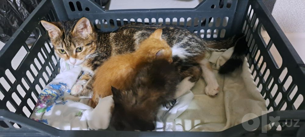 Котята в добрые руки