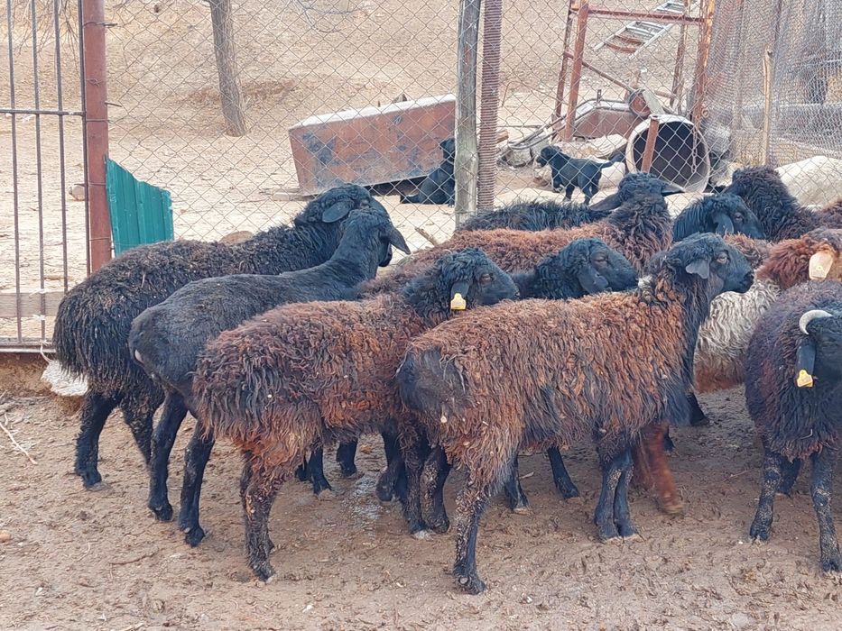 Продаются откормленные бараны